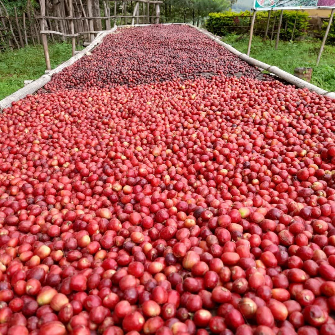 Premium Coffee