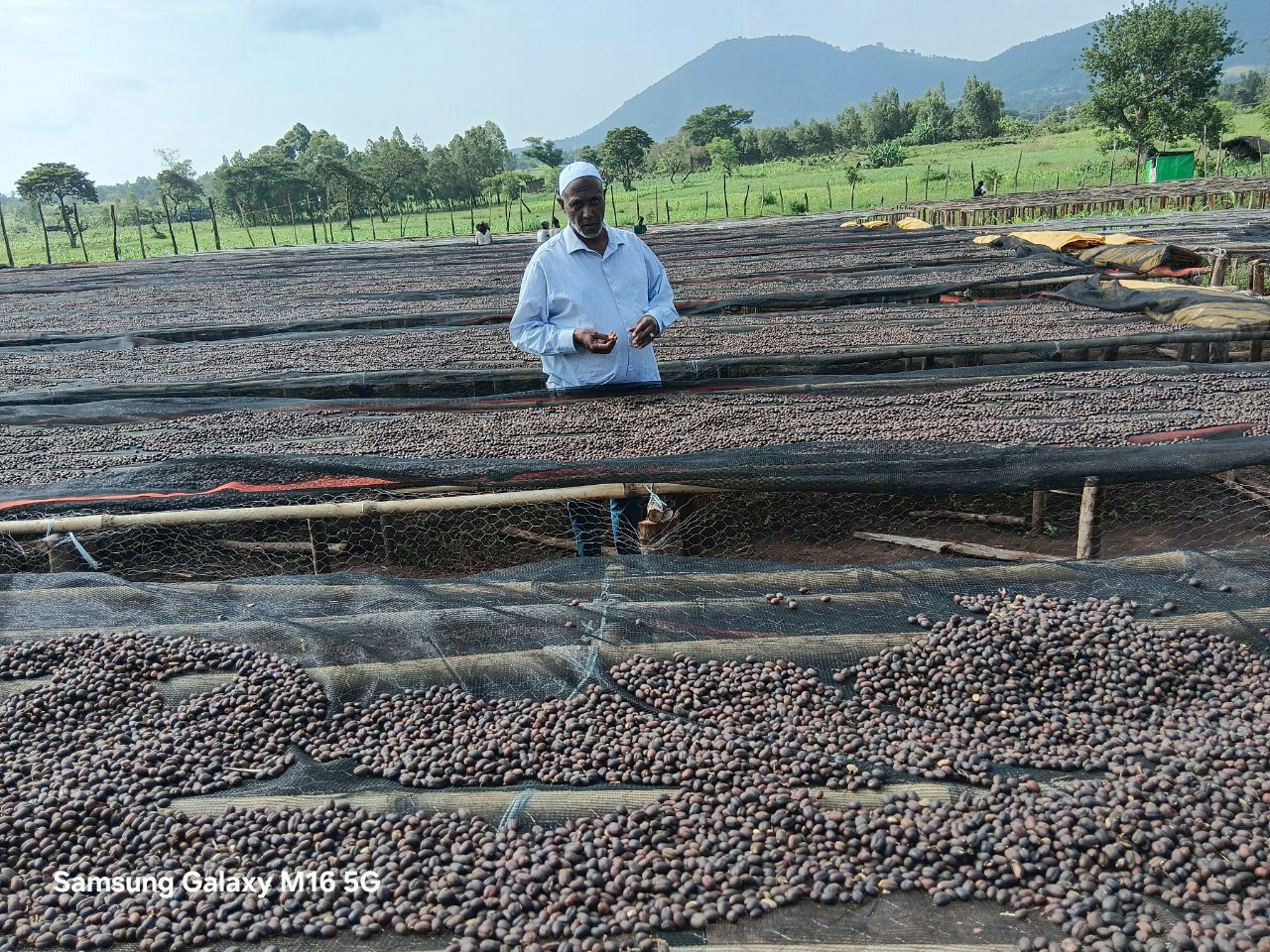 Coffee farm workers